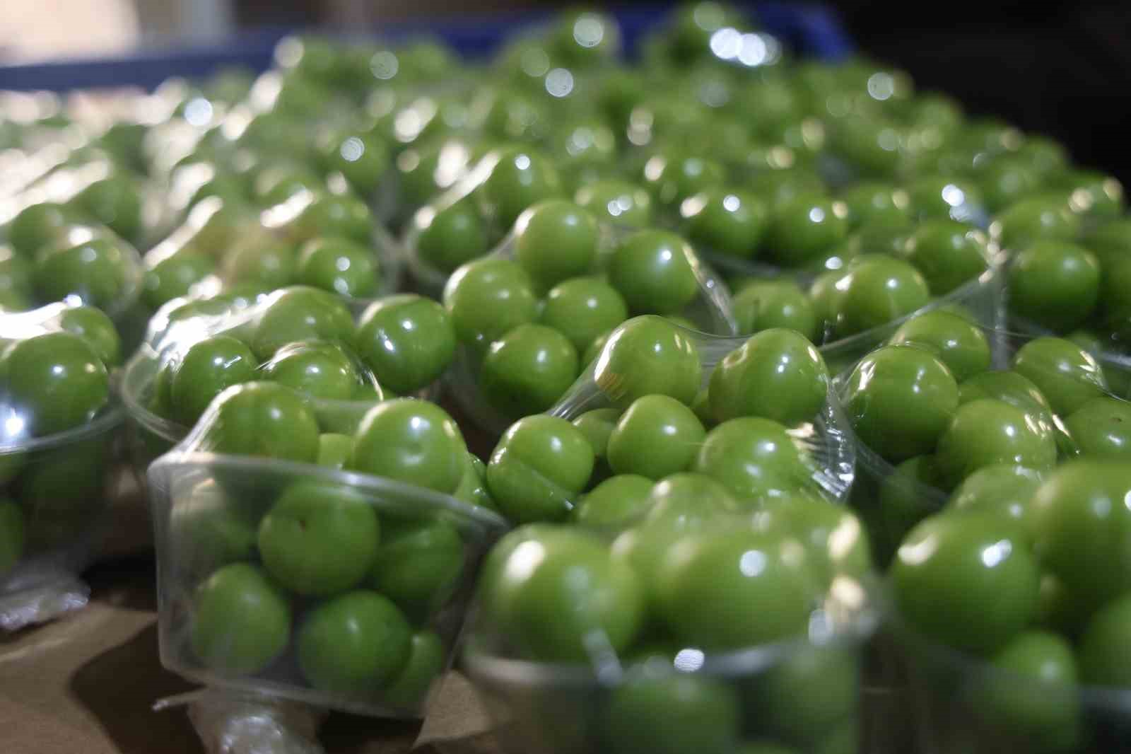 Turfanda can eriği Avrupa ülkelerine ihraç ediliyor
Turfanda can eriği Avrupa ülkelerine ihraç ediliyor