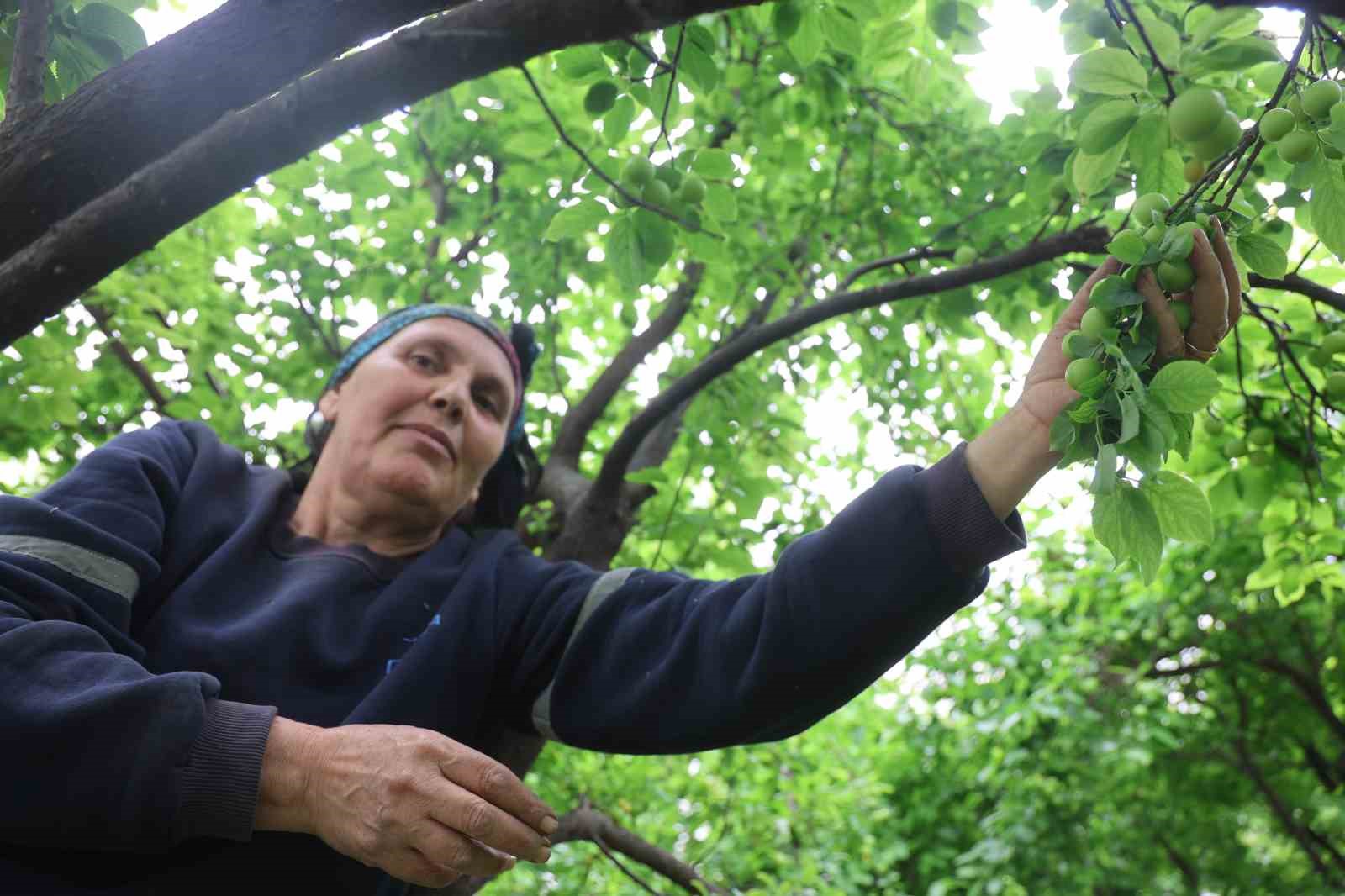 Turfanda can eriği Avrupa ülkelerine ihraç ediliyor
Turfanda can eriği Avrupa ülkelerine ihraç ediliyor
