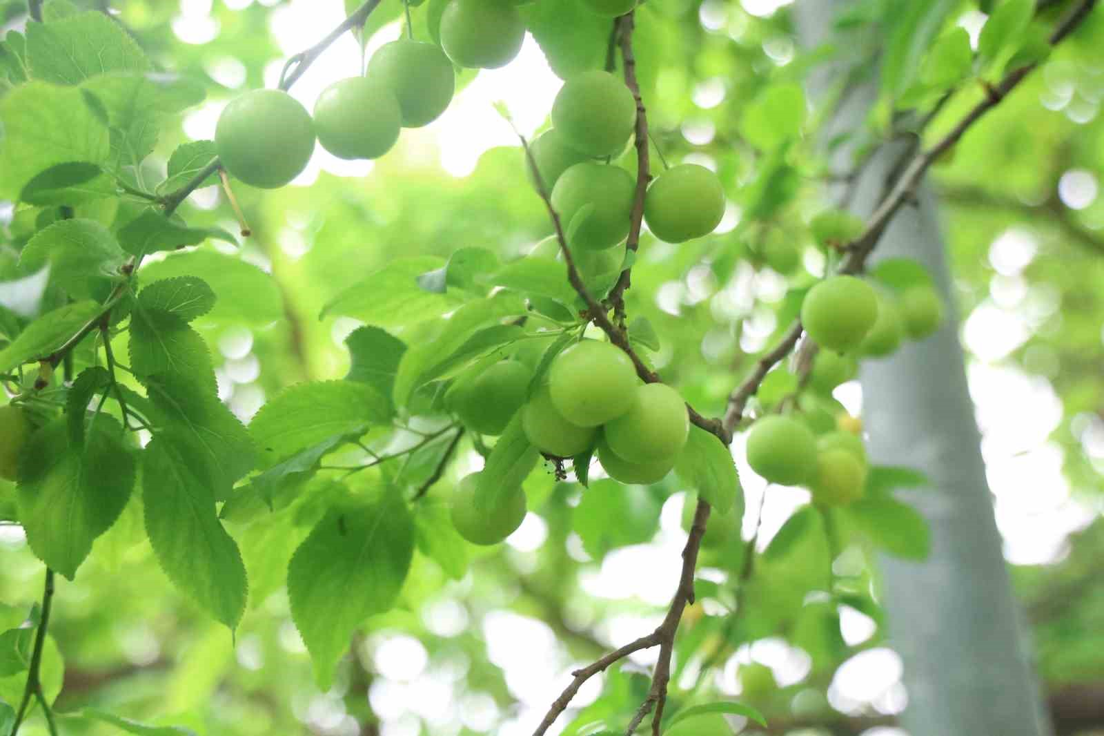Turfanda can eriği Avrupa ülkelerine ihraç ediliyor
Turfanda can eriği Avrupa ülkelerine ihraç ediliyor