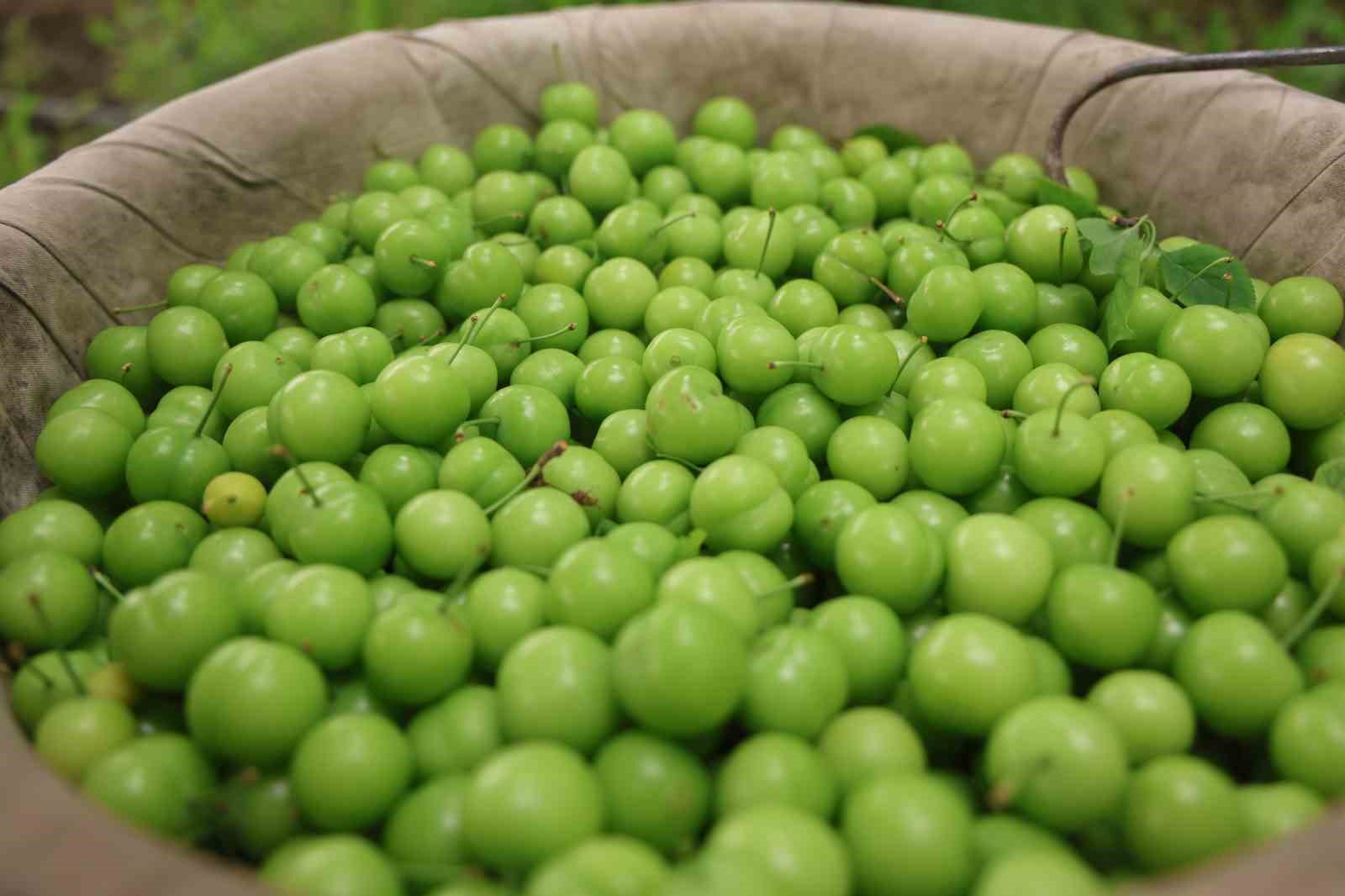 Turfanda can eriği Avrupa ülkelerine ihraç ediliyor
Turfanda can eriği Avrupa ülkelerine ihraç ediliyor