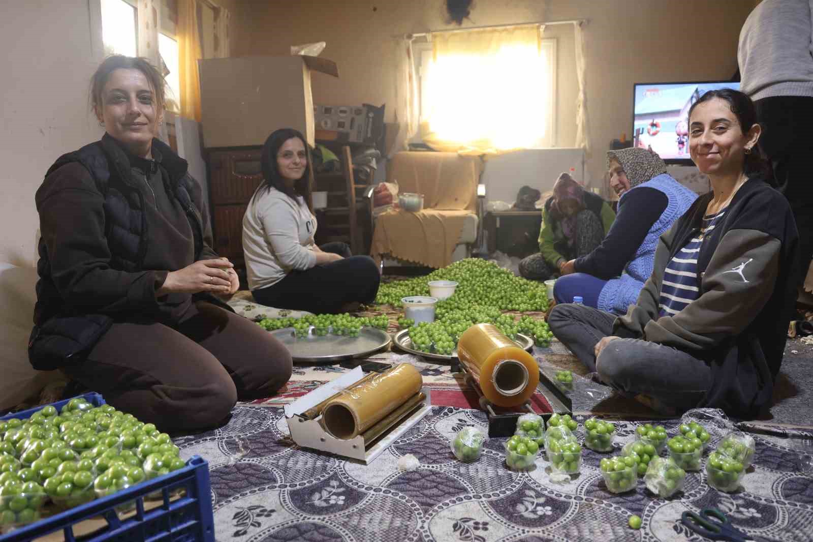 Turfanda can eriği Avrupa ülkelerine ihraç ediliyor
Turfanda can eriği Avrupa ülkelerine ihraç ediliyor