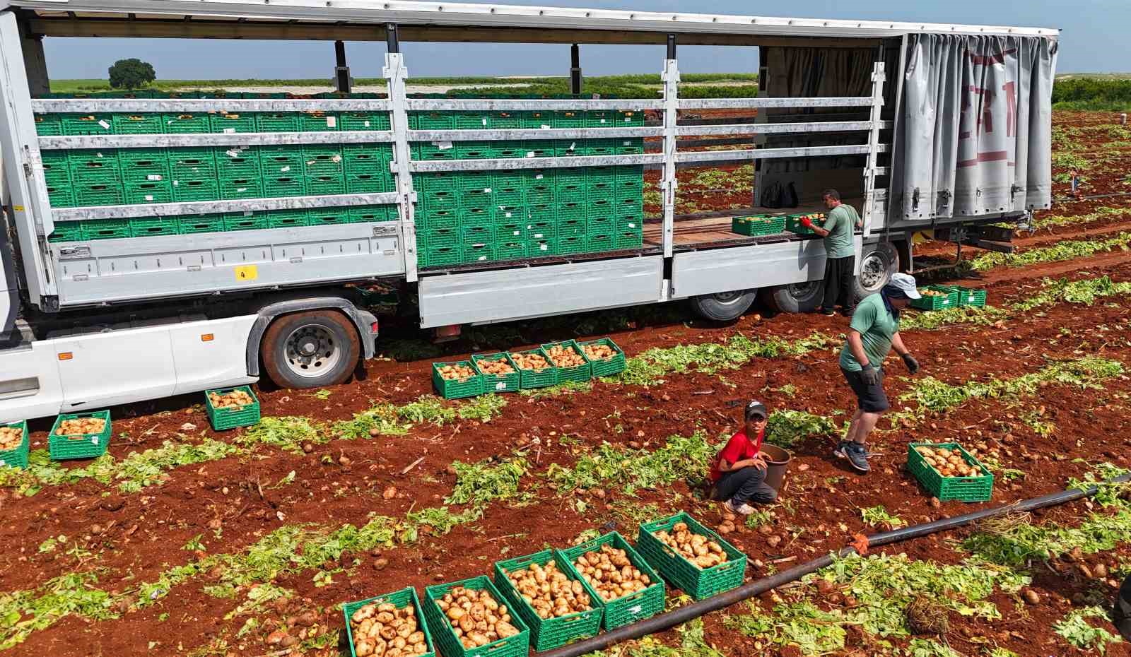 Turfanda patateste hasat başladı
