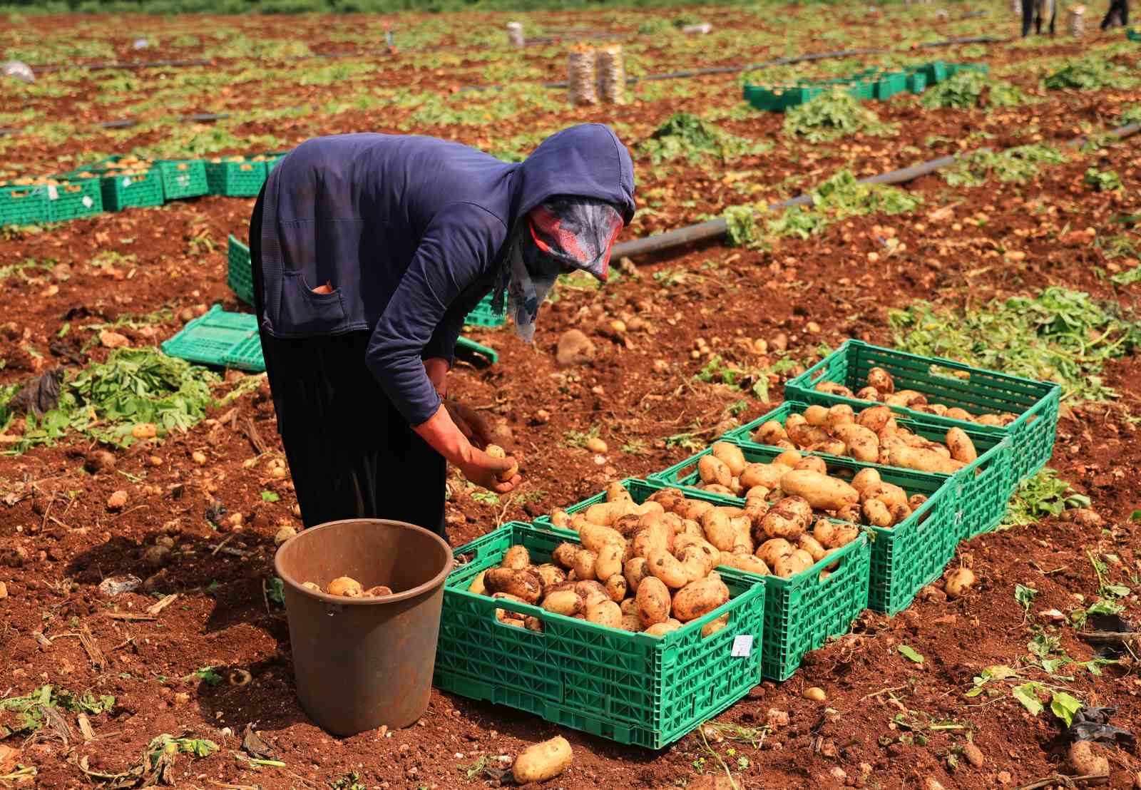 Turfanda patateste hasat başladı

