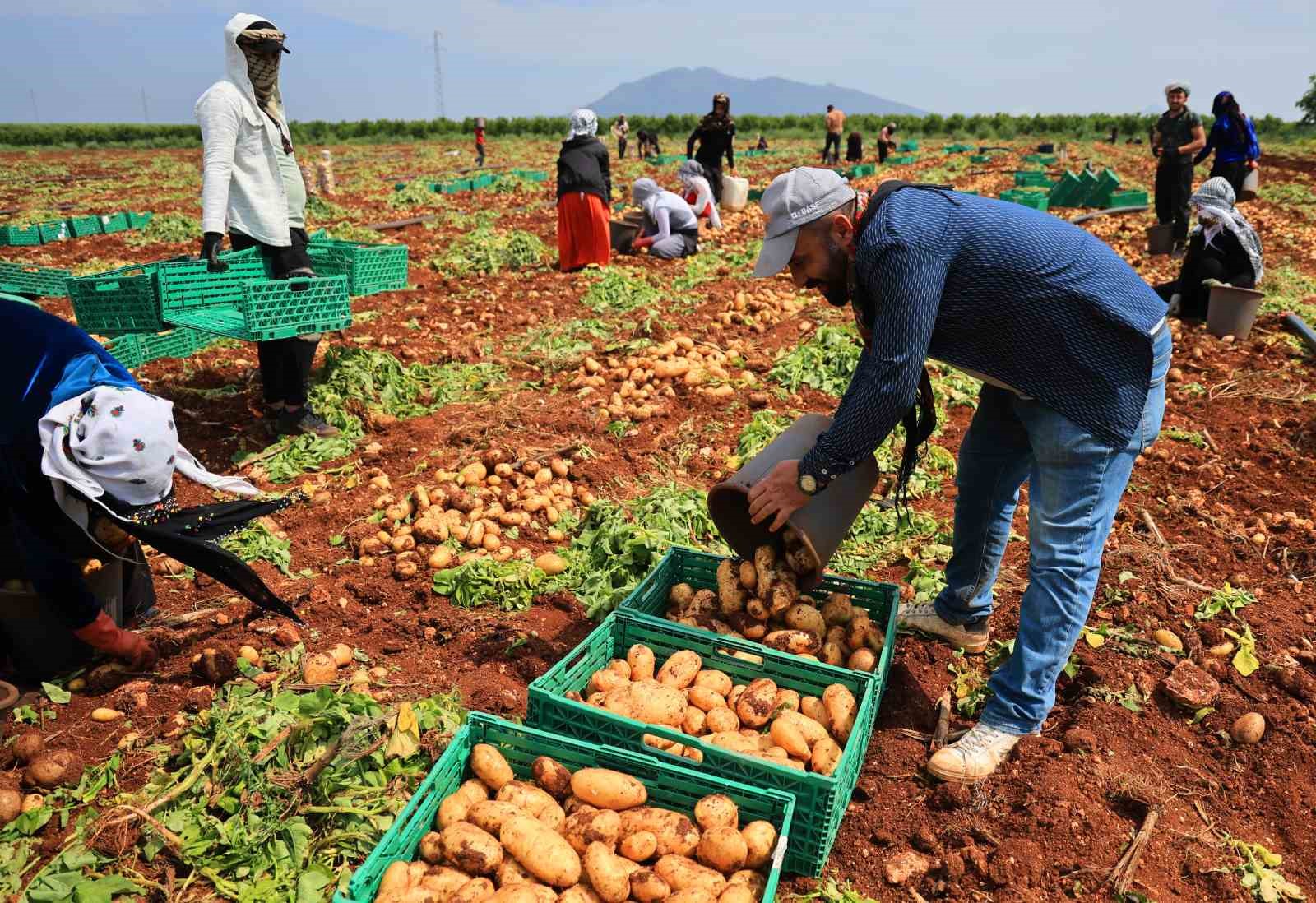 Turfanda patateste hasat başladı

