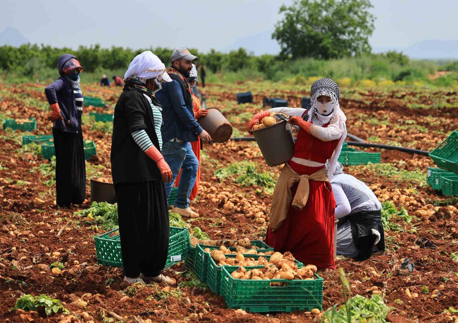 Turfanda patateste hasat başladı
