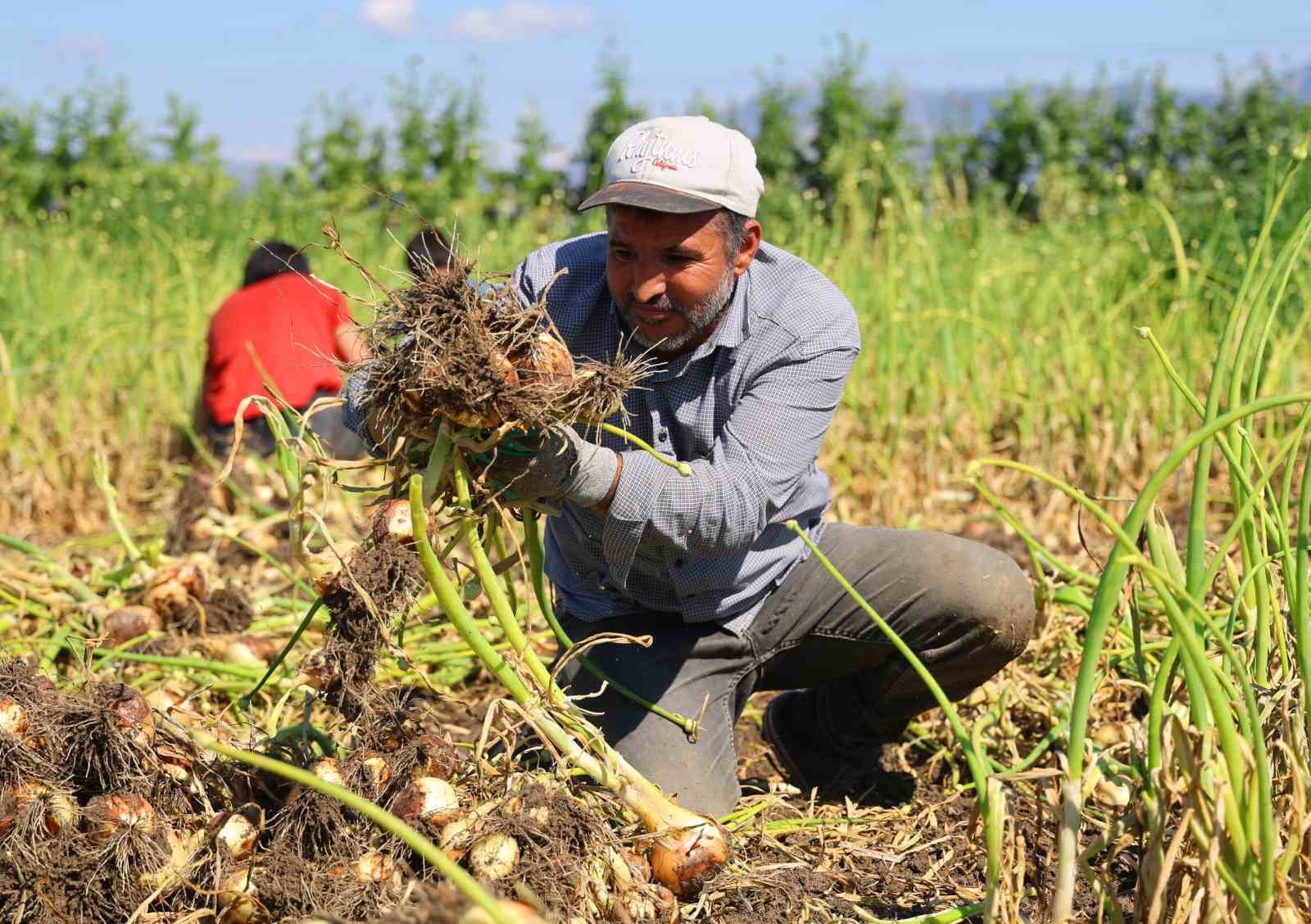 Turfanda soğanda hasat başladı, fiyatı arz-talep belirleyecek
