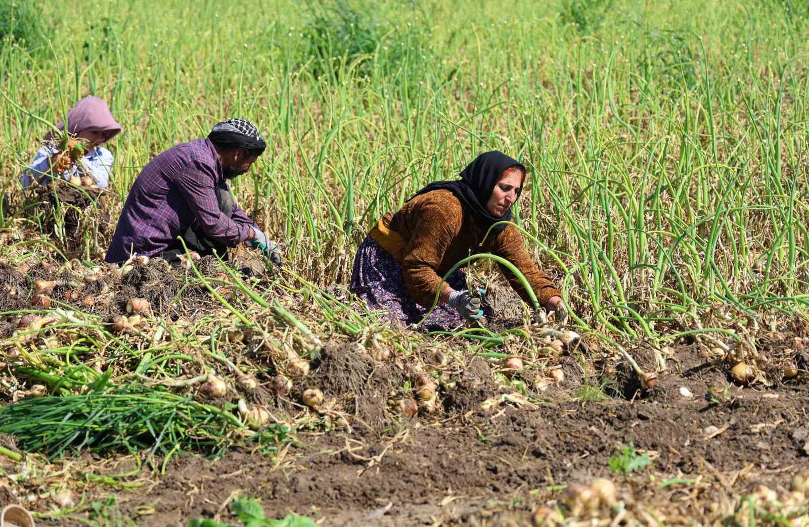 Turfanda soğanda hasat başladı, fiyatı arz-talep belirleyecek
