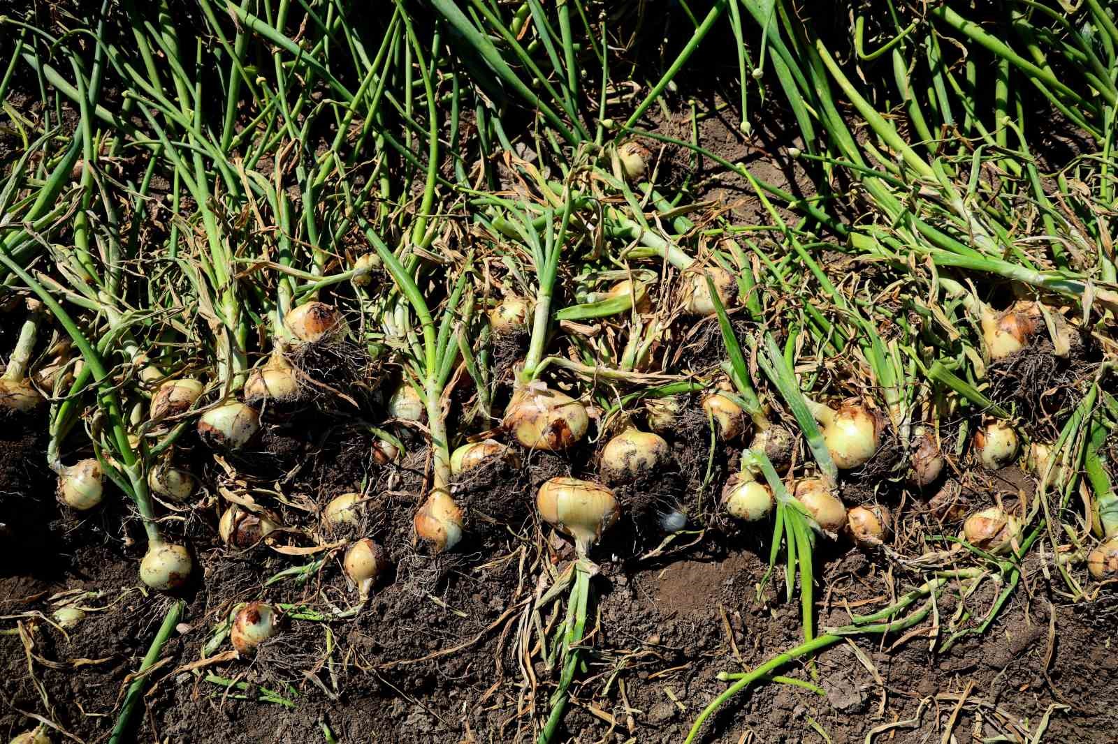 Turfanda soğanda hasat başladı, fiyatı arz-talep belirleyecek
