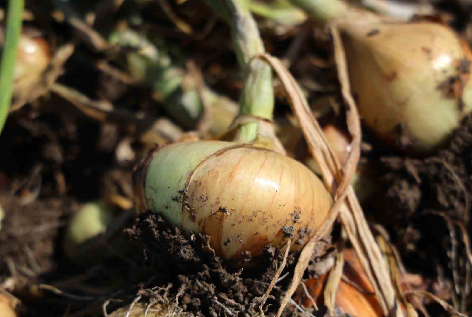Turfanda soğanda hasat başladı, fiyatı arz-talep belirleyecek
