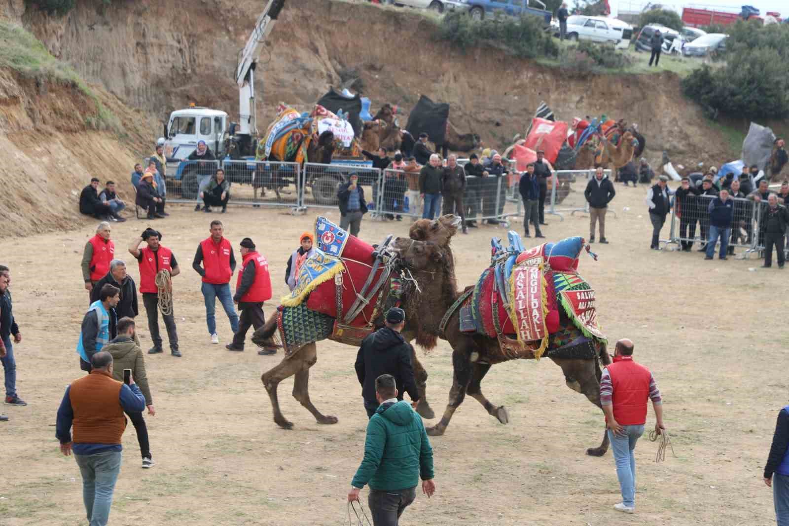 Turgutlu’da deve güreşleri heyecanı yaşanacak
