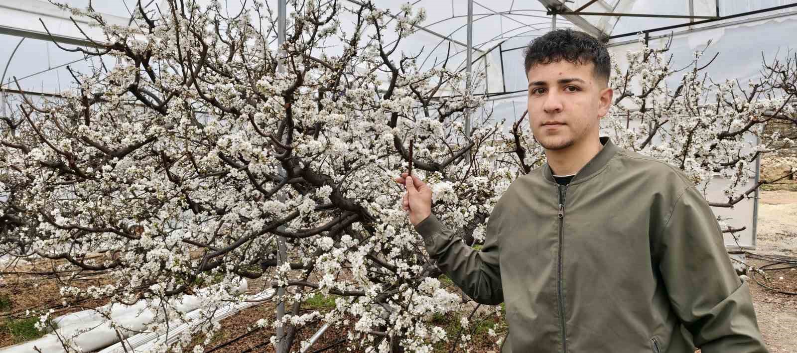 Türkiye karla kaplıyken Silifke’de erik ağaçları çiçek açtı
