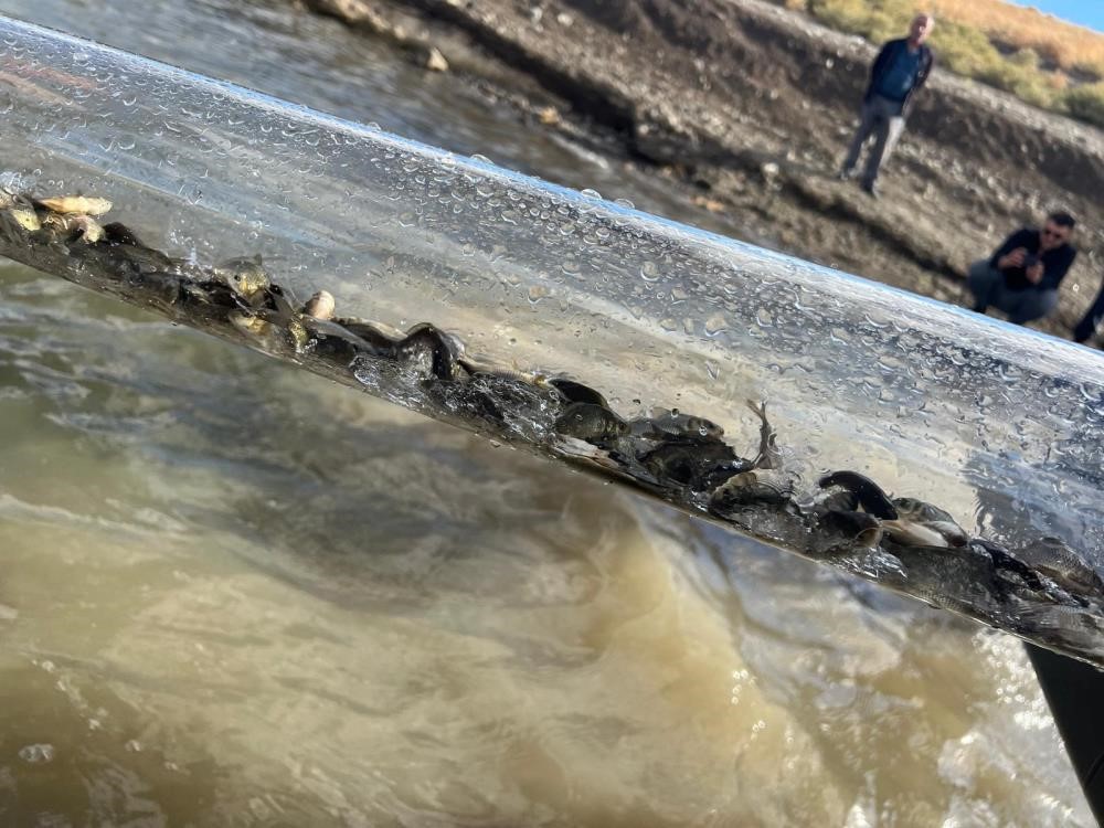 Türkiye nüfusu kadar balık deniz ve göllere bırakıldı
