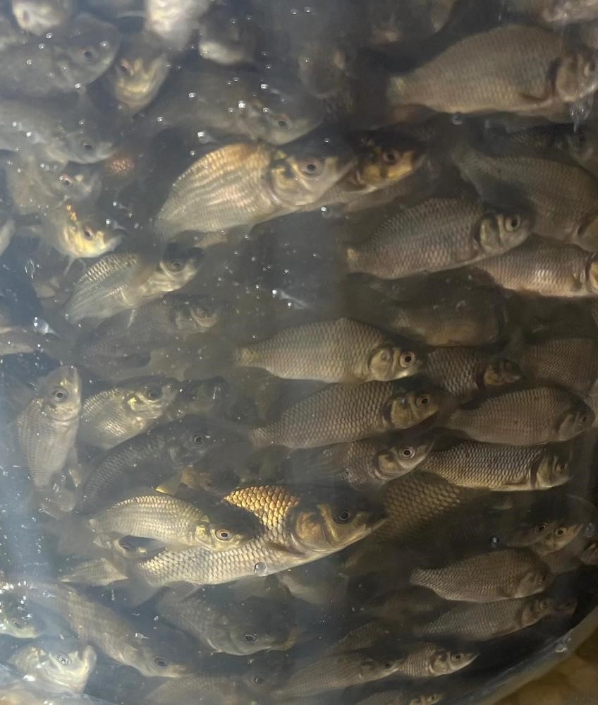 Türkiye nüfusu kadar balık deniz ve göllere bırakıldı
