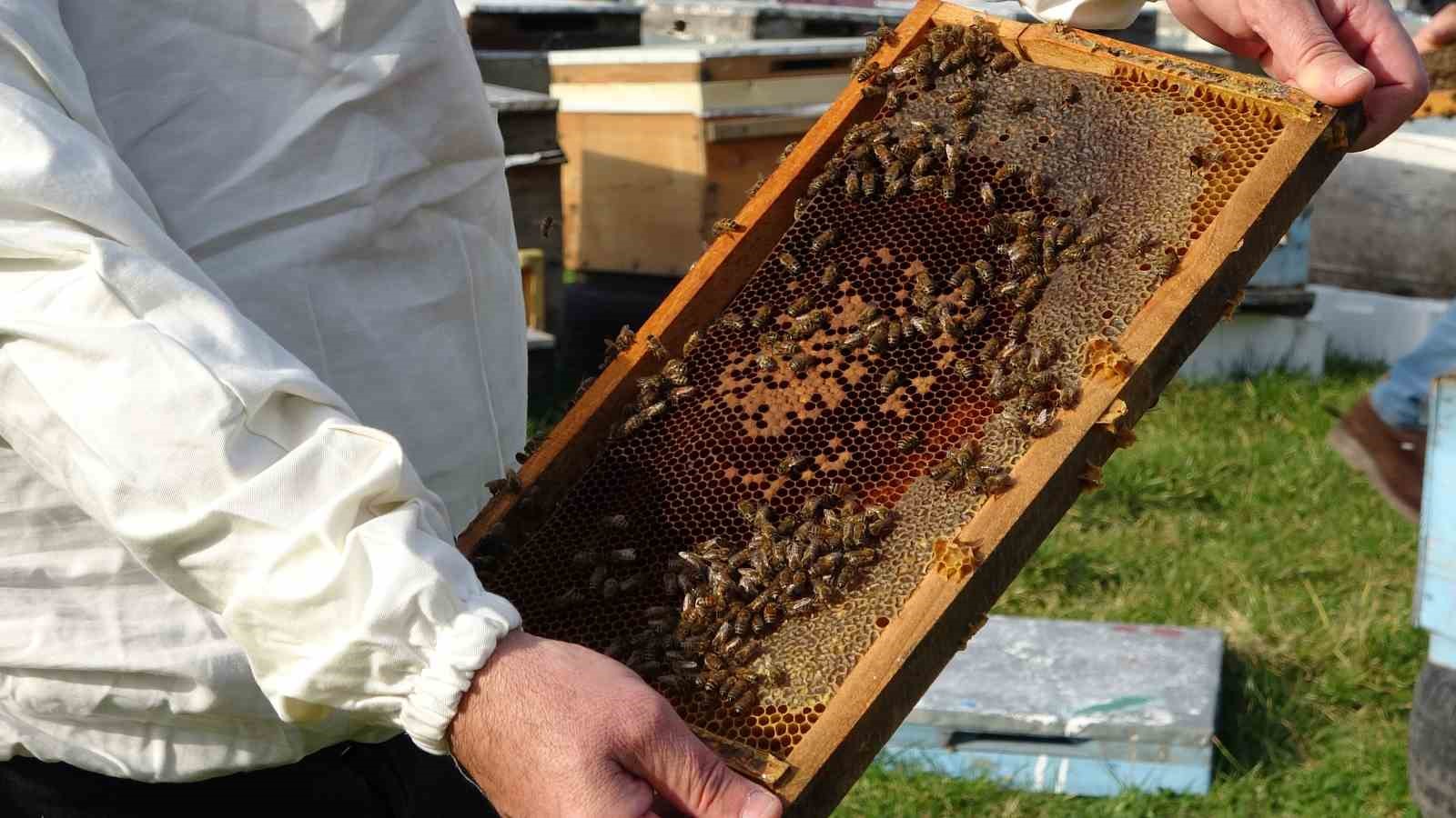 Türkiye’de en fazla bal üretiminin yapıldığı Ordu’da arıcılar sezona hazırlanıyor
