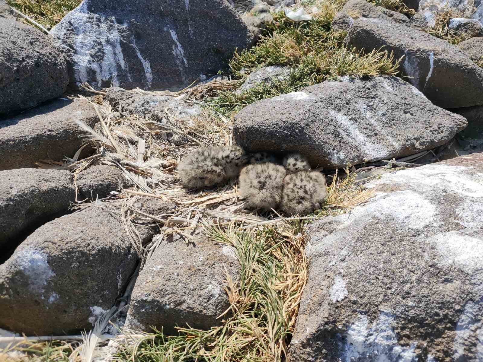 Türkiye’nin en büyük adası Gökçeada’da en büyük ada martısı kolonisi

