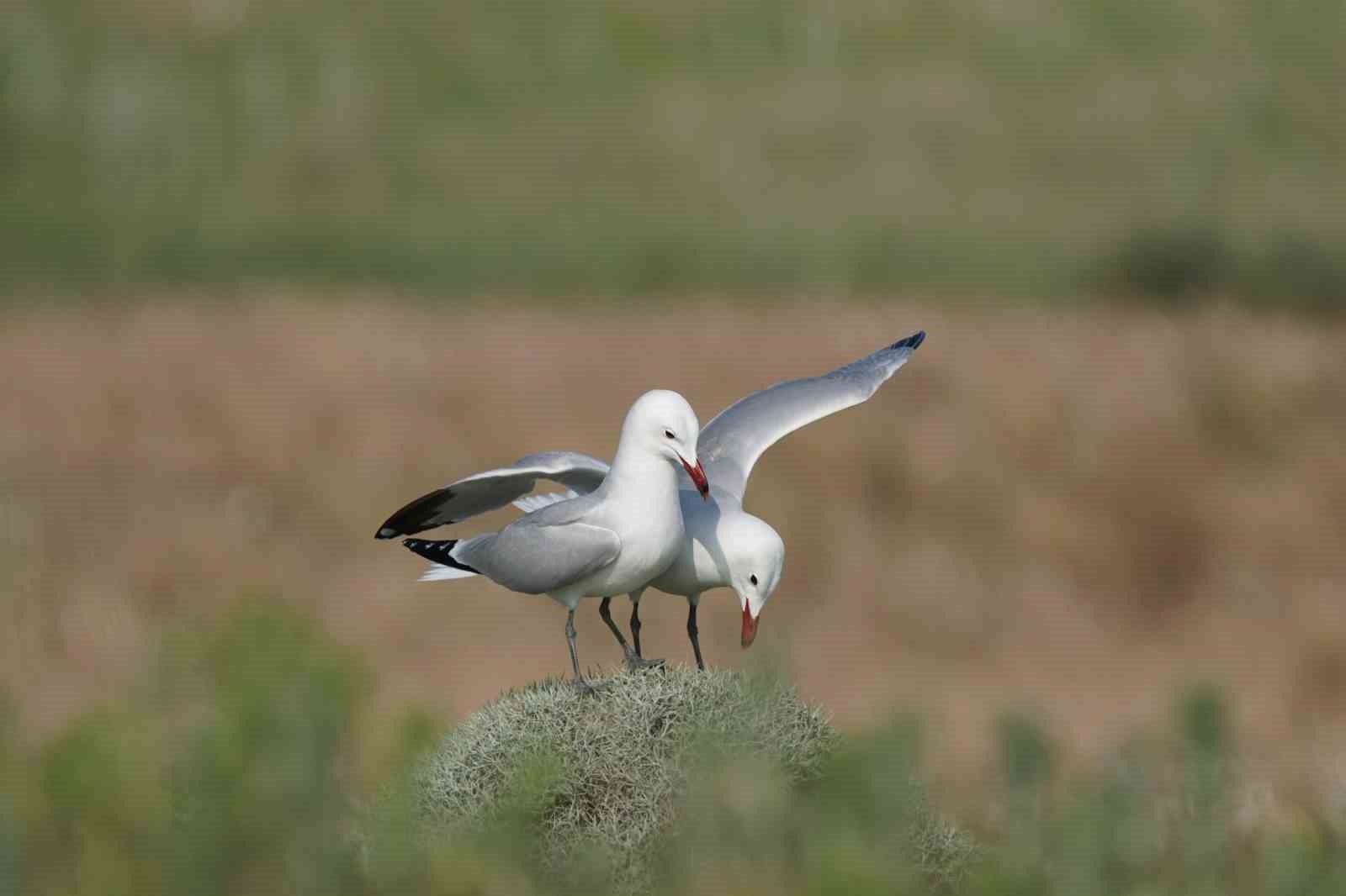 Türkiye’nin en büyük adası Gökçeada’da en büyük ada martısı kolonisi
