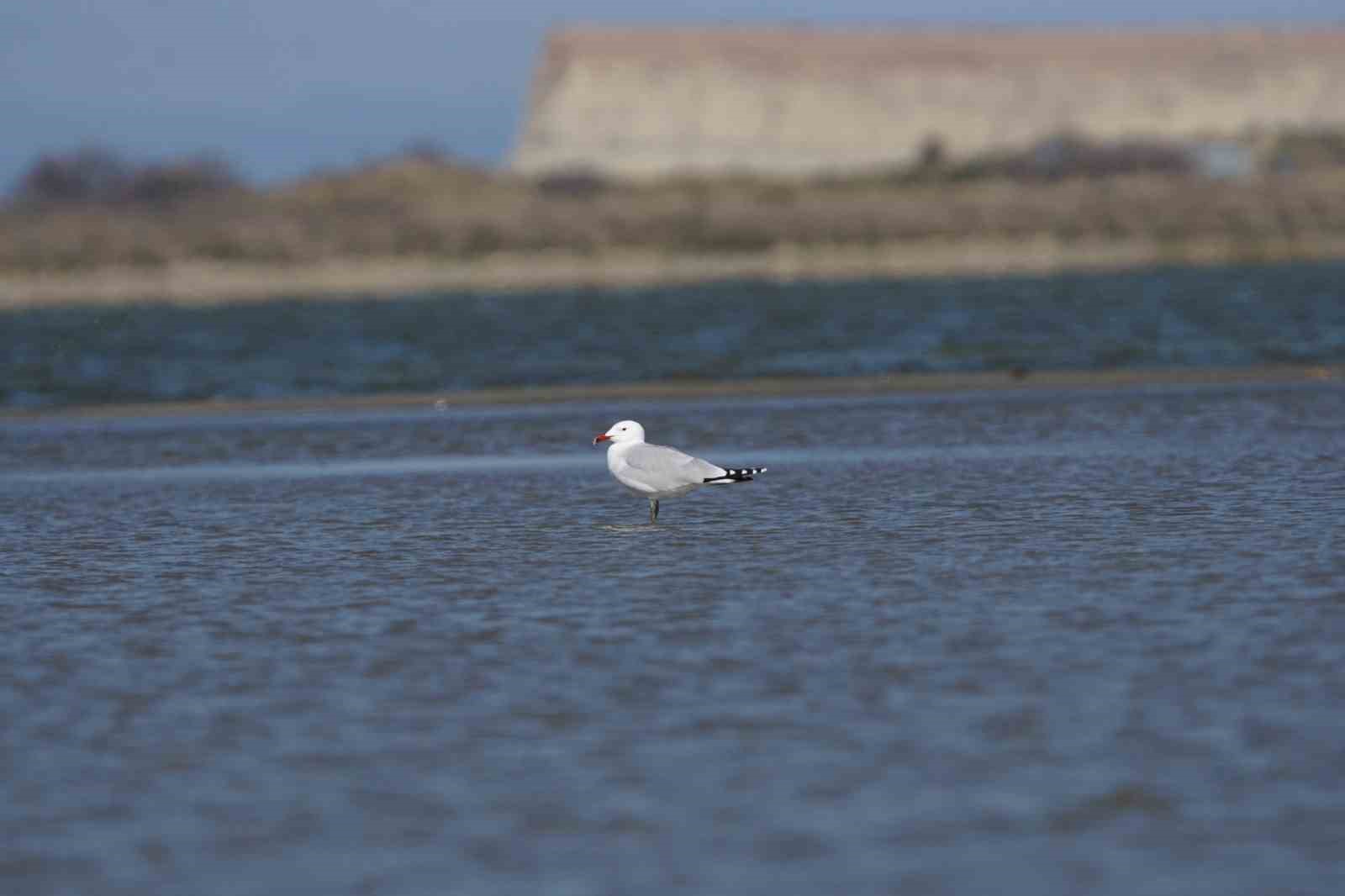 Türkiye’nin en büyük adası Gökçeada’da en büyük ada martısı kolonisi
