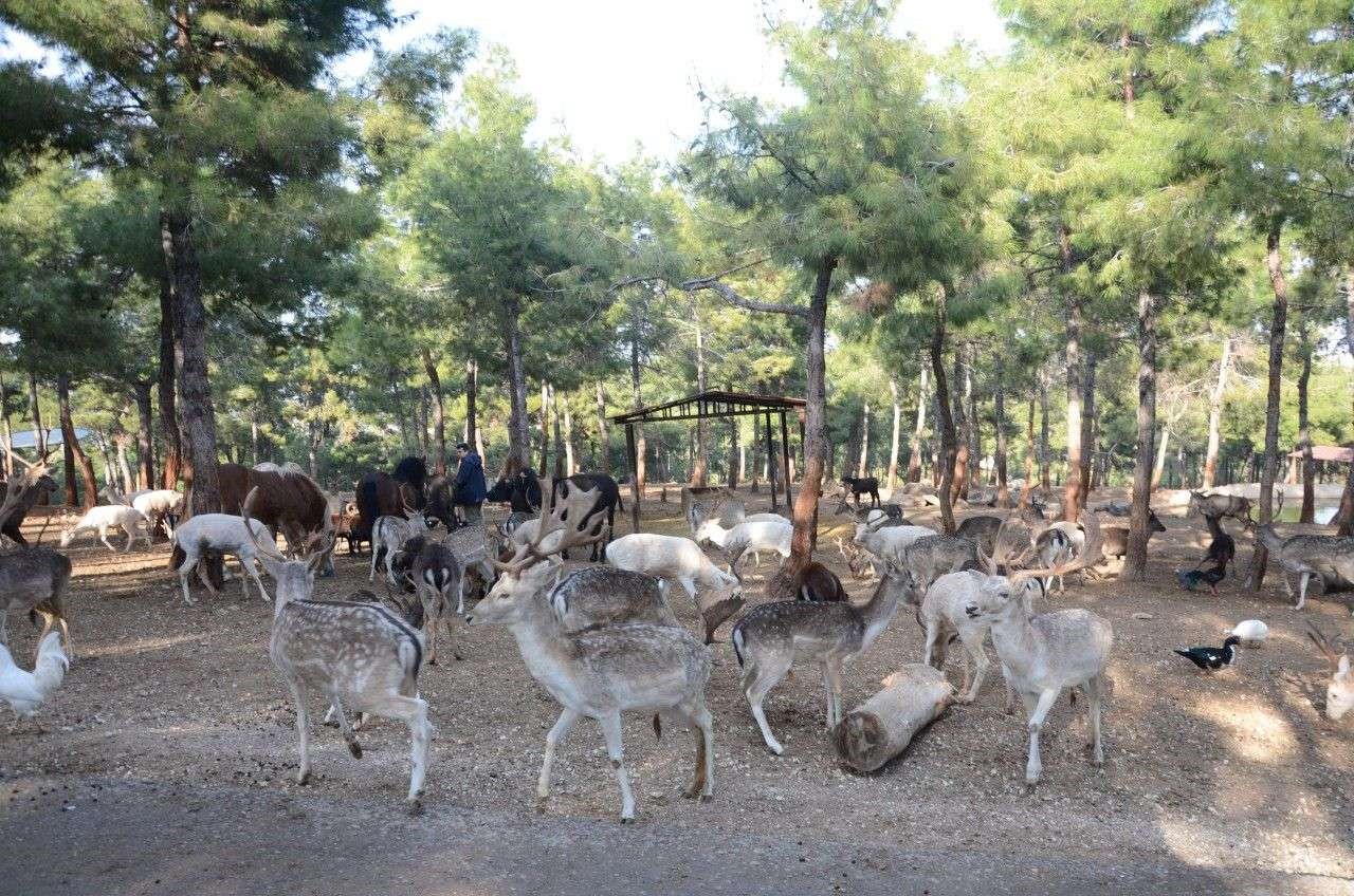 Türkiye’nin en büyük hayvanat bahçesi 2025’te ziyaretçi rekoru kırdı
