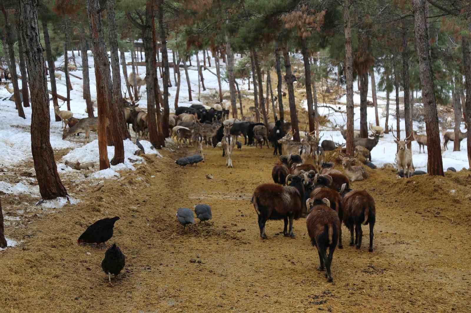 Türkiye’nin en büyük hayvanat bahçesi 2025’te ziyaretçi rekoru kırdı
