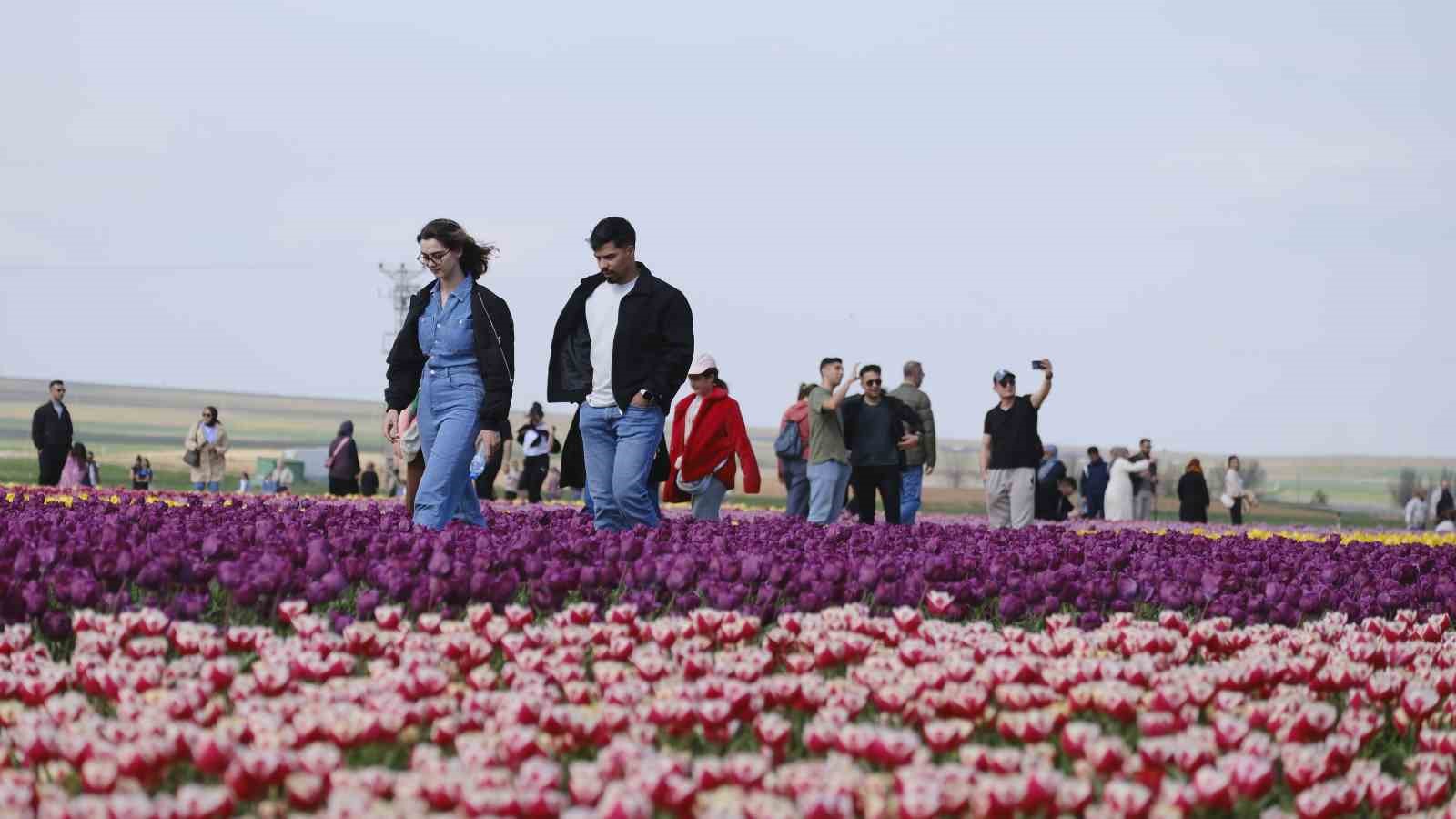 Türkiye’nin en büyük lale tarlasında ziyaretçi rekoru
