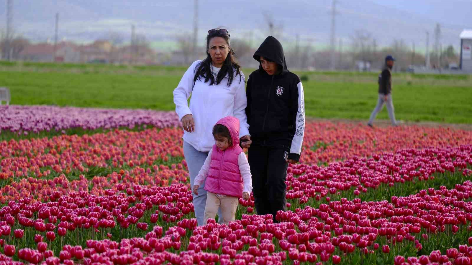 Türkiye’nin en büyük lale tarlasında ziyaretçi rekoru
