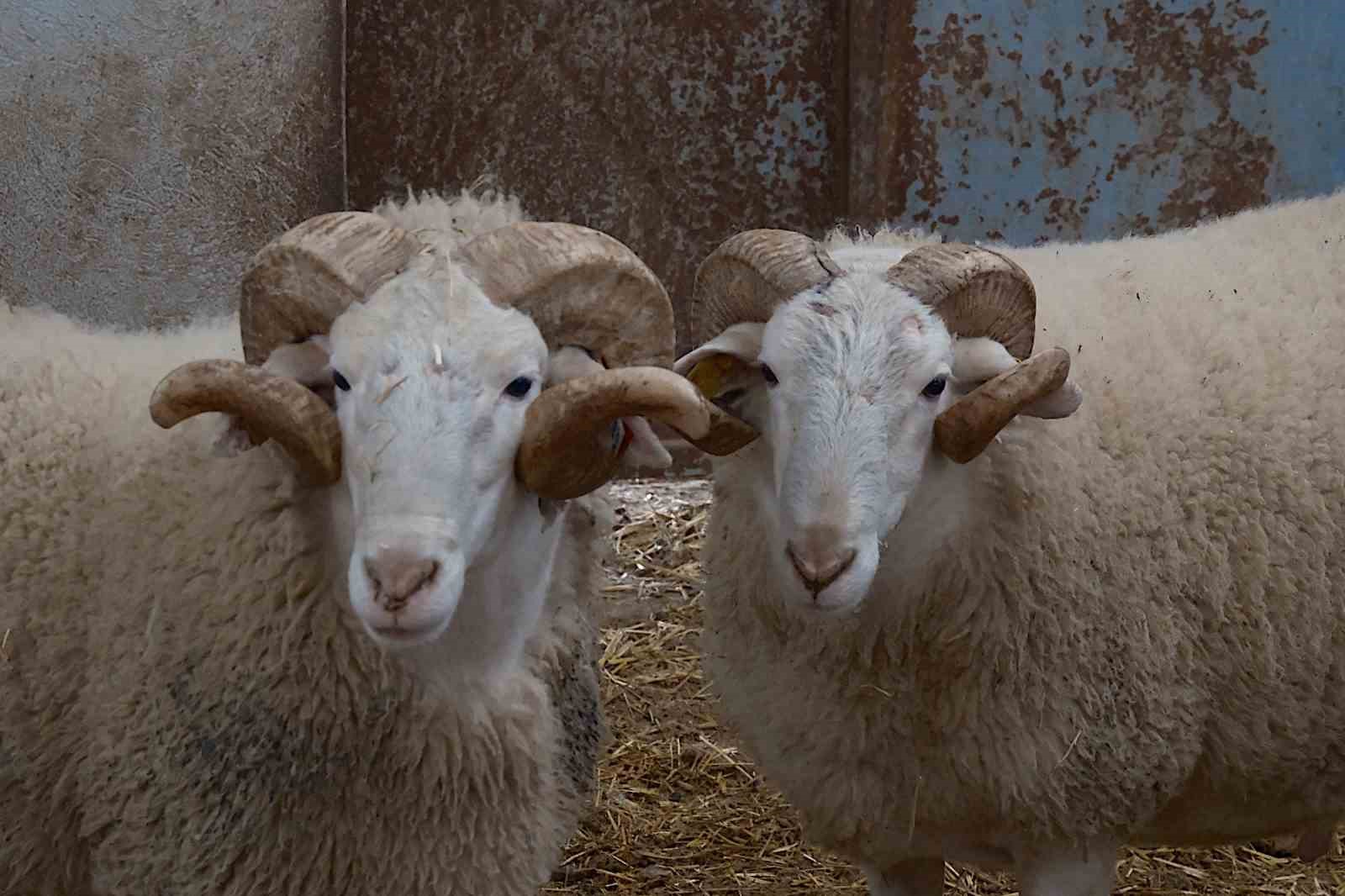 Türkiye’nin en değerli koçları rekor fiyatlara satılıyor
