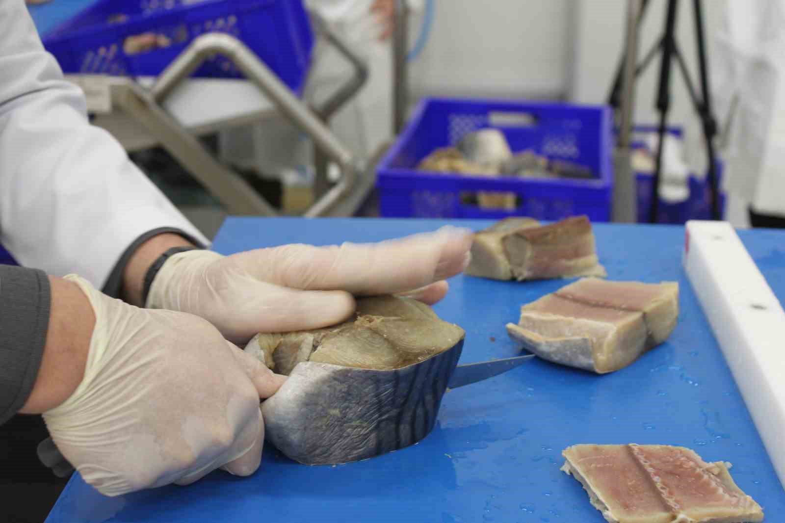 Türkiye’nin ilk coğrafi işaretli su ürünü olan Lakerda’nın üretimi başladı
