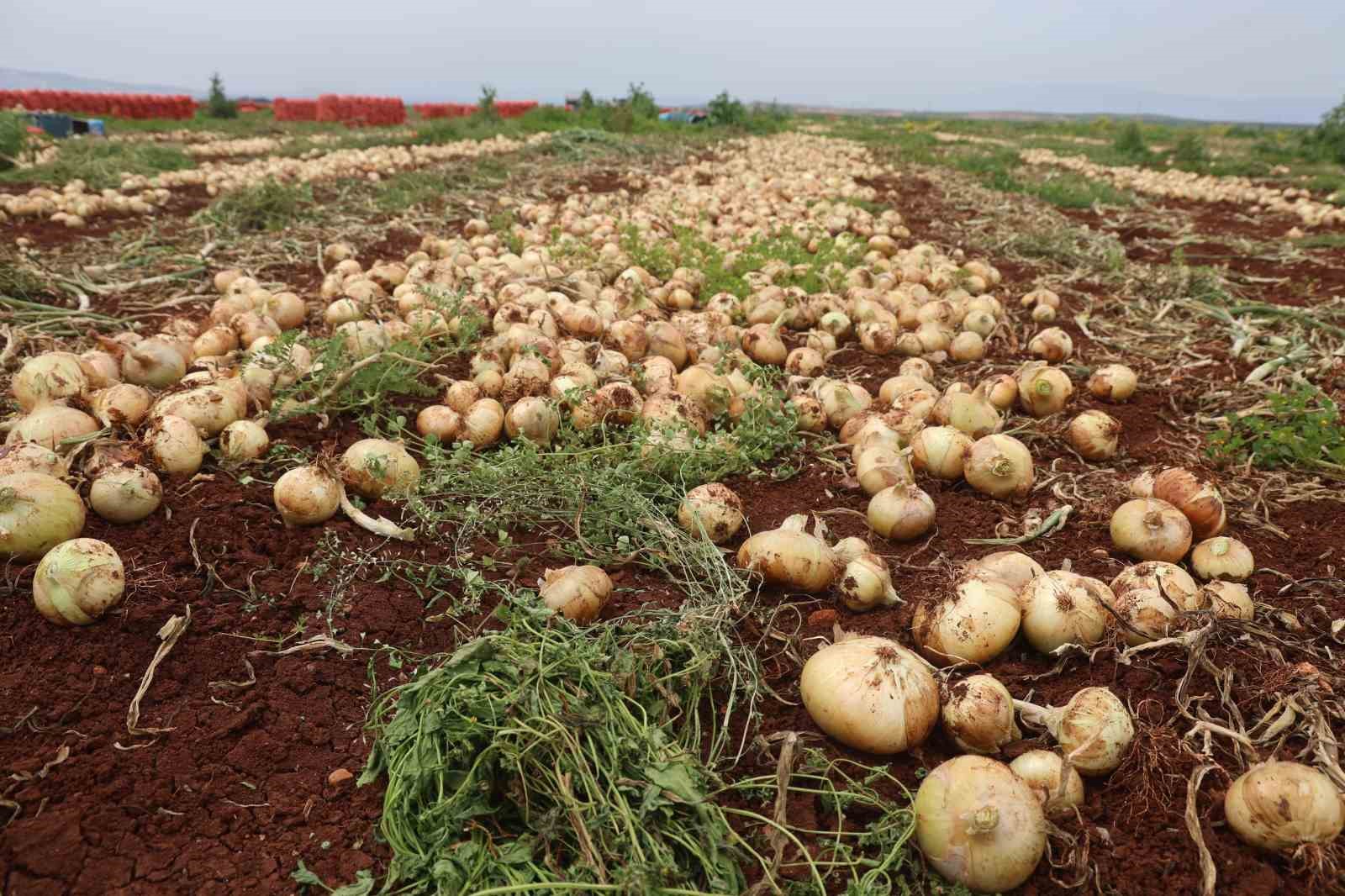 Türkiye’nin Suriye sınırında bereketli soğan hasadı
