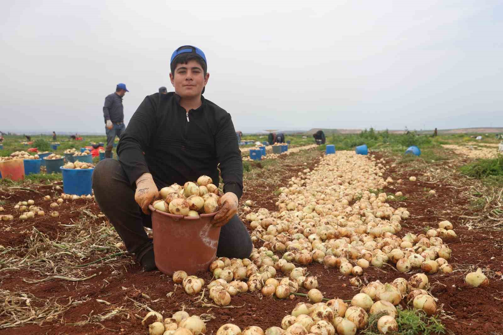 Türkiye’nin Suriye sınırında bereketli soğan hasadı
