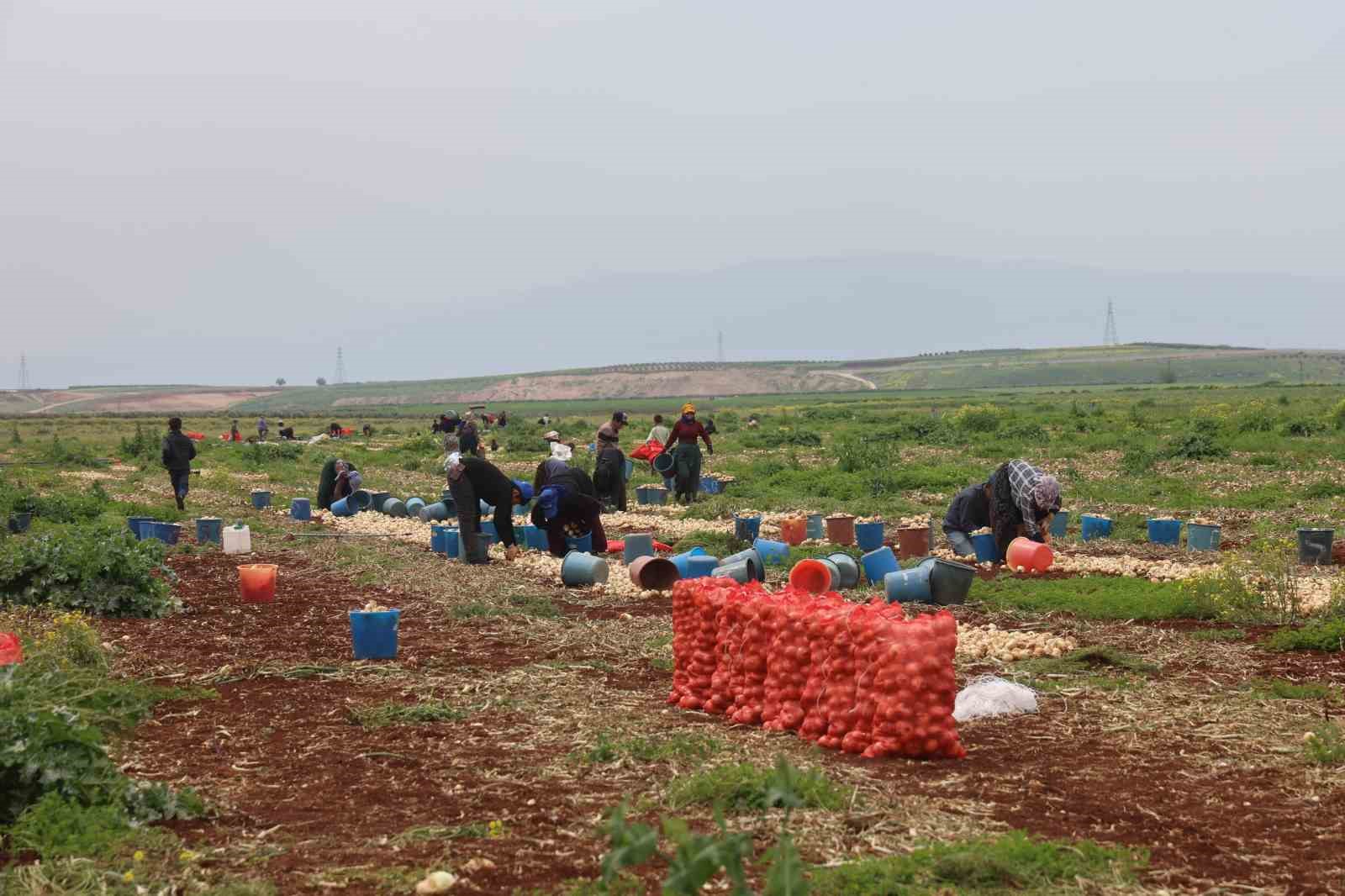 Türkiye’nin Suriye sınırında bereketli soğan hasadı
