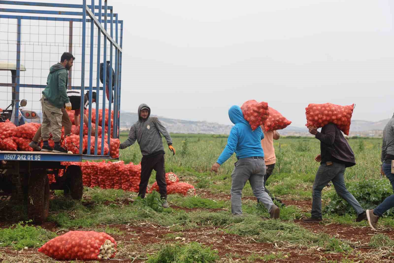 Türkiye’nin Suriye sınırında bereketli soğan hasadı
