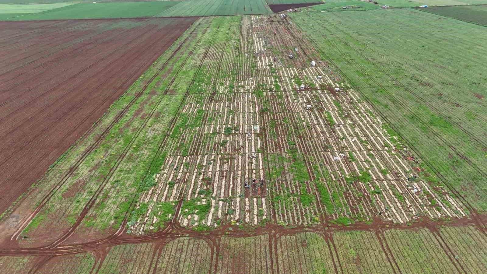 Türkiye’nin Suriye sınırında bereketli soğan hasadı
