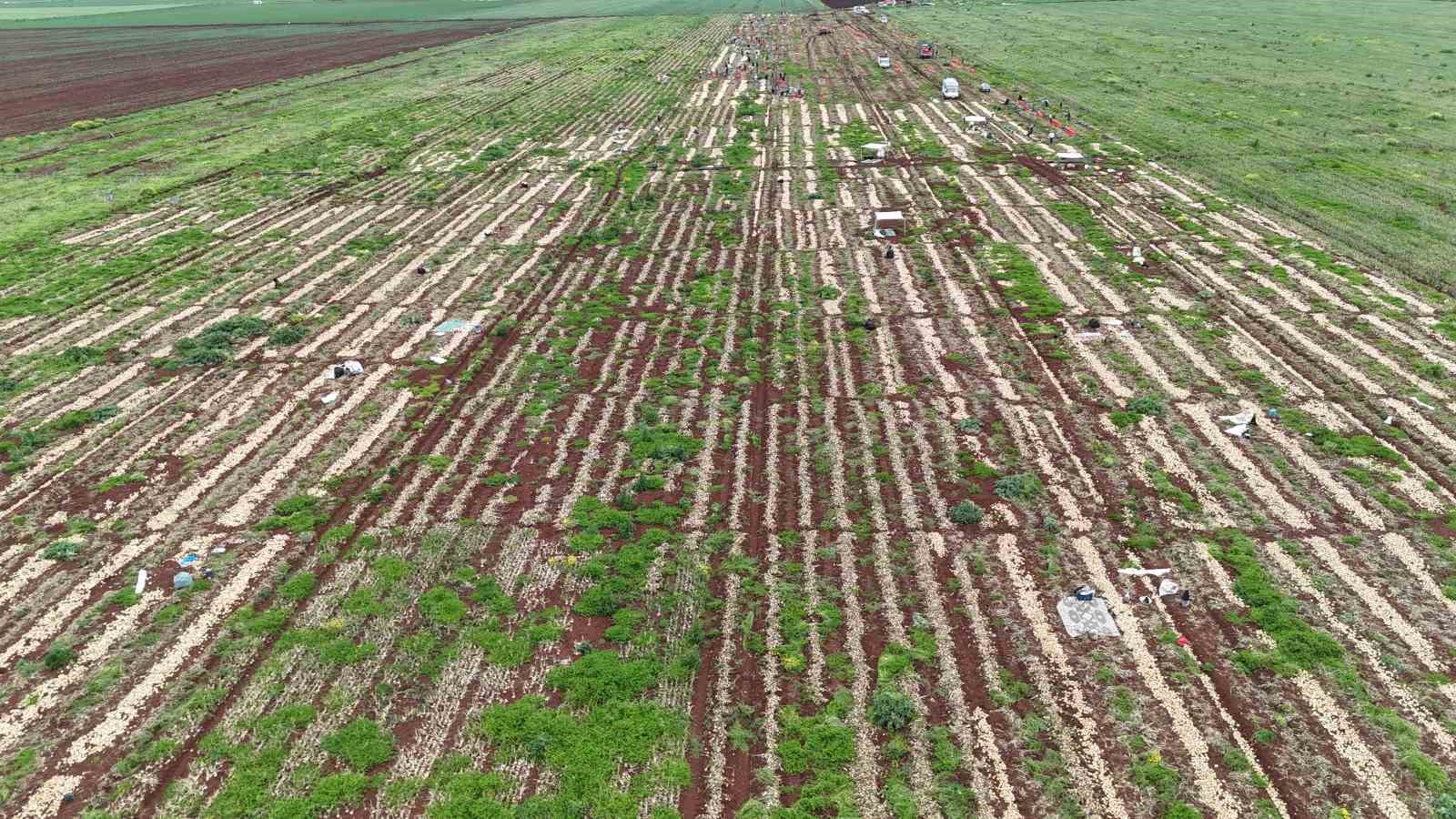 Türkiye’nin Suriye sınırında bereketli soğan hasadı
