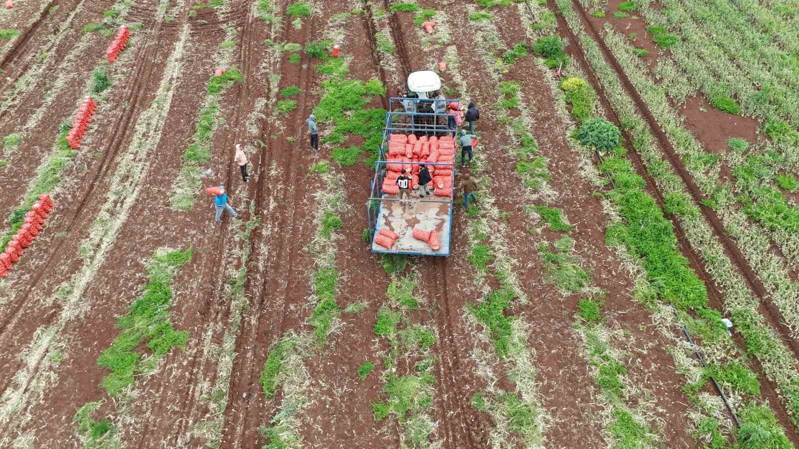 Türkiye’nin Suriye sınırında bereketli soğan hasadı
