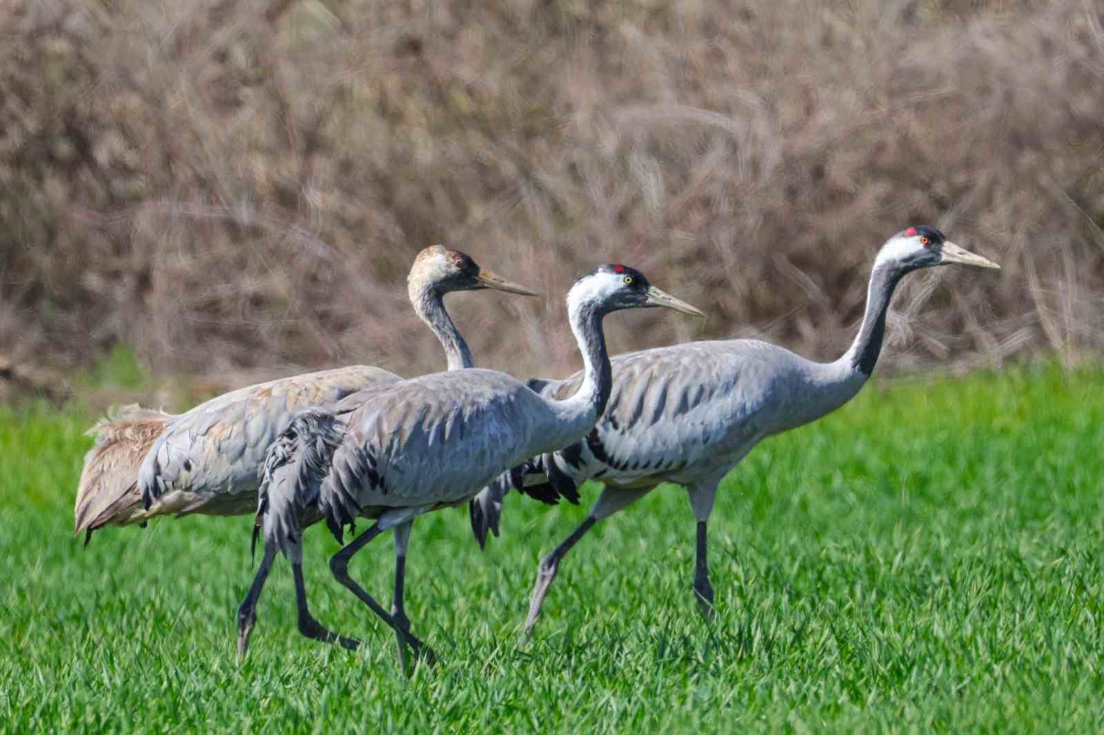 Türkülere konu olan turnalar objektiflere takıldı
