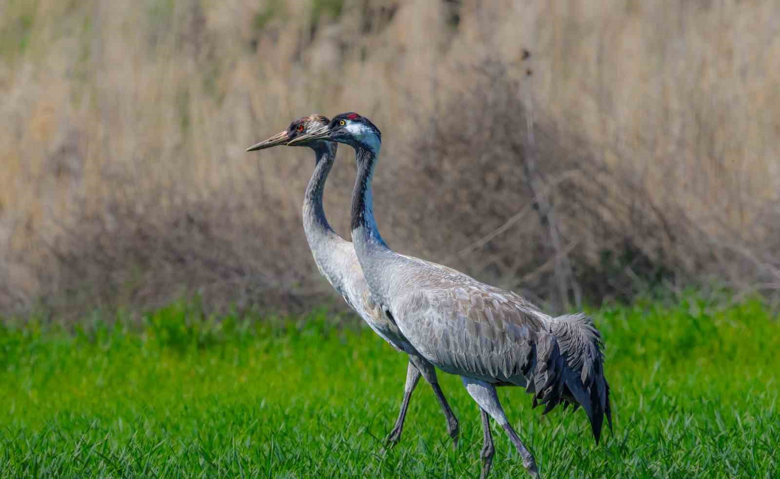 Türkülere konu olan turnalar objektiflere takıldı
