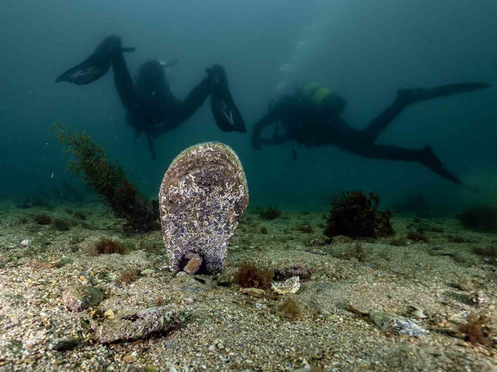 Tuzla Marmara Denizi’ne bir kez daha umut oldu
