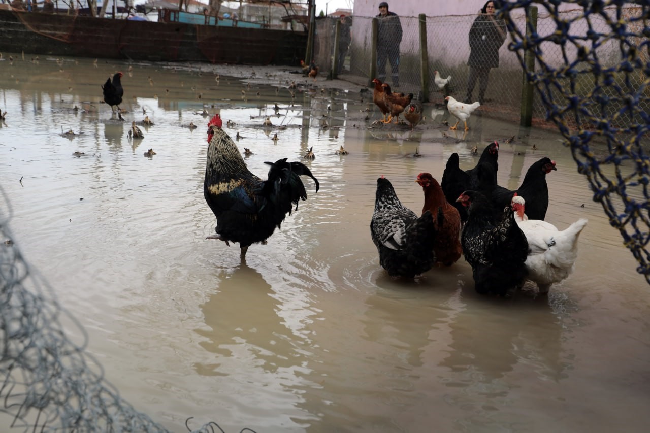 Üç günlük yağmur felakete döndü: Sakarya Karasu’da mahalle su altında kaldı
Üç günlük yağmur felakete döndü: Sakarya Karasu’da mahalle su altında kaldı