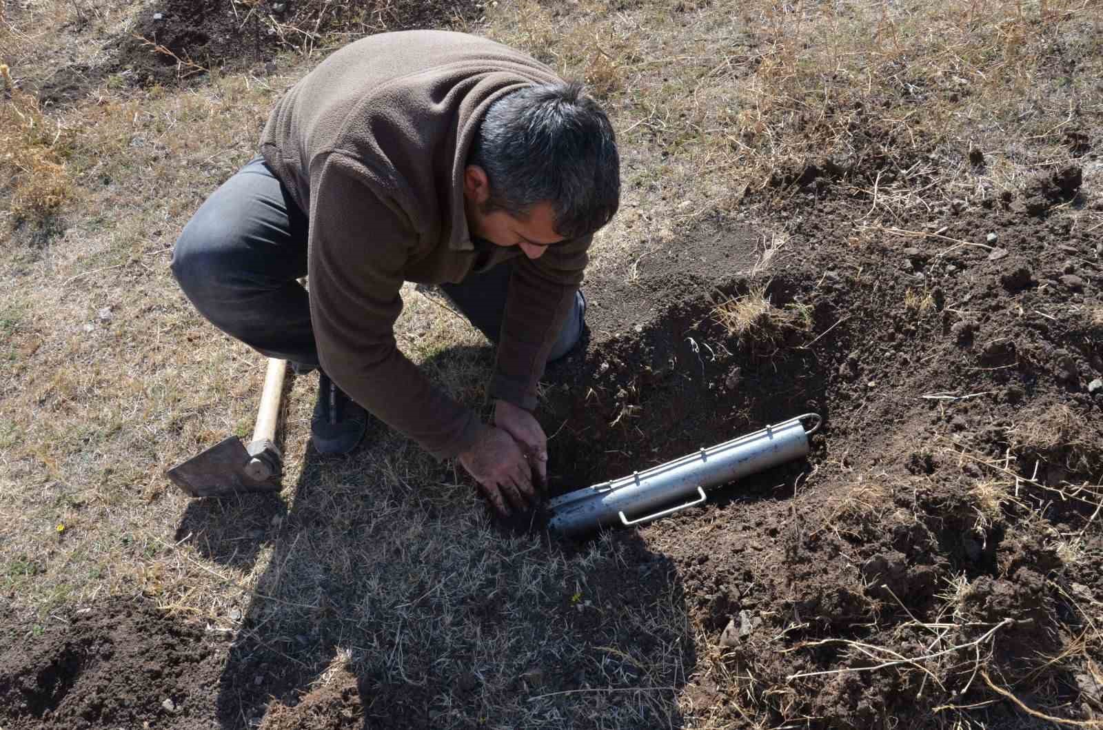 Üç yeni endemik fare türü keşfedildi
