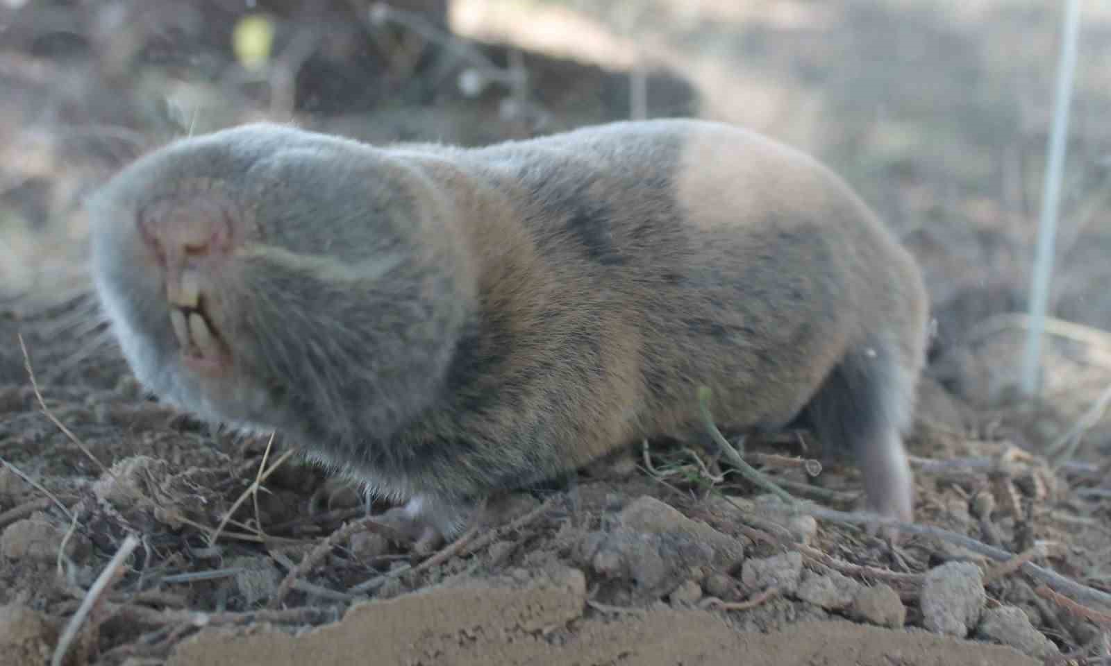 Üç yeni endemik fare türü keşfedildi
