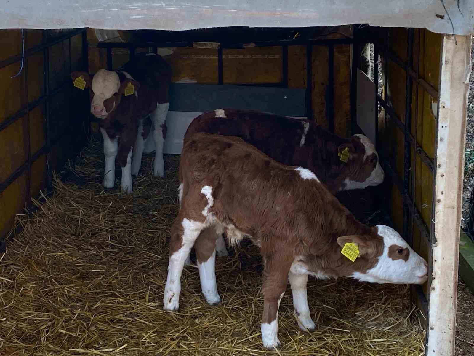 Üçüz buzağılara altınlı tebrik
