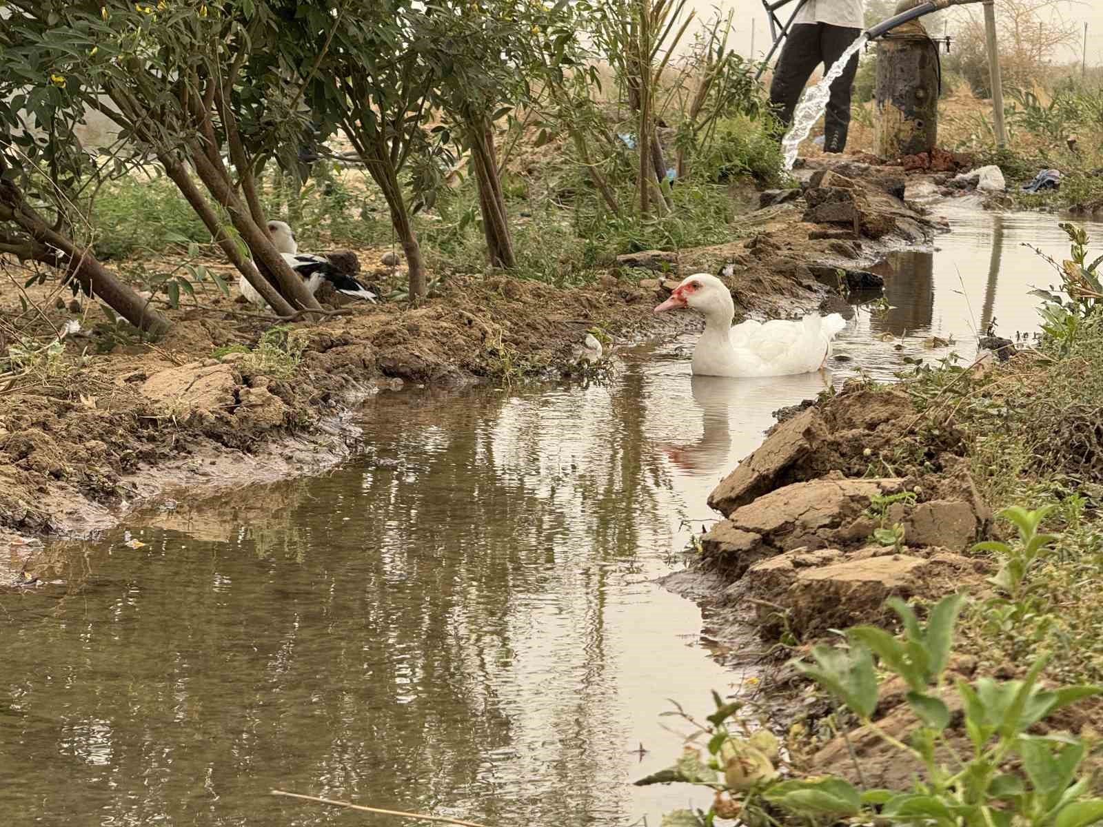 UKABDER’in kurduğu meyve bahçesi bir ailenin geçim kaynağı, bir köyün umudu oldu
