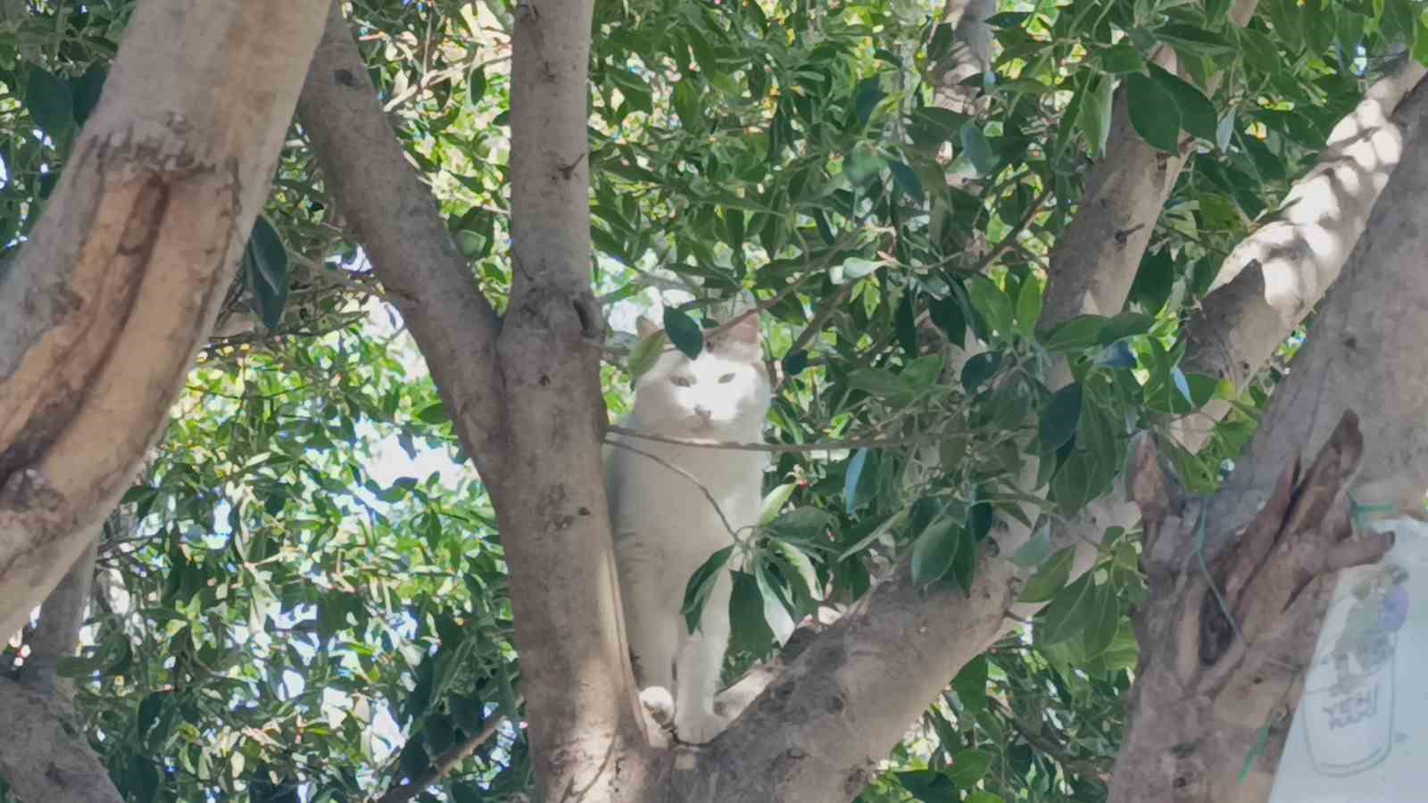 Ukraynalı kadın hayatının şokunu yaşadı, kurt köpeğiyle dalaşan kucağındaki köpeği parmağını parçaladı
