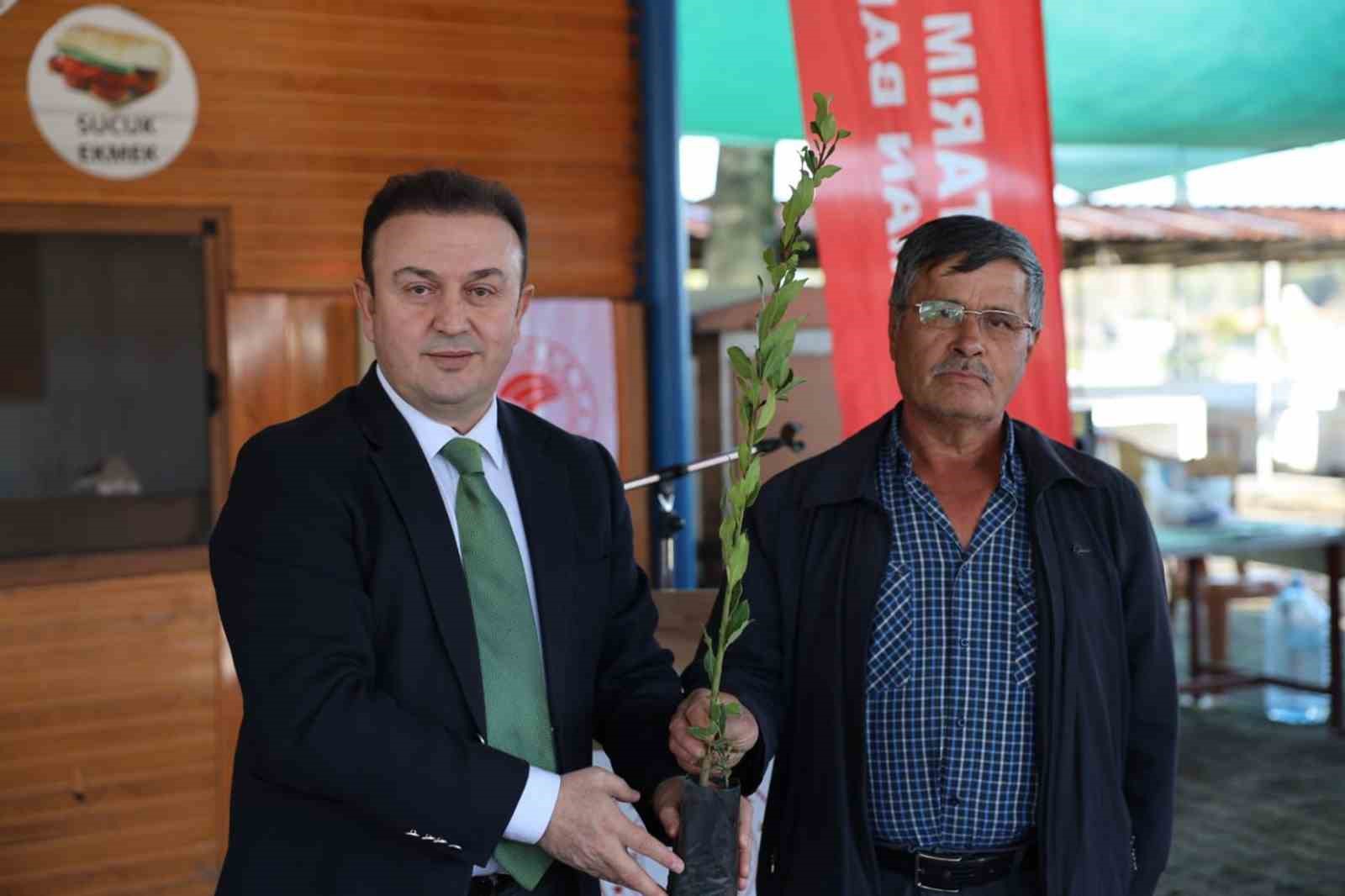 Ula’da üreticilere 38 bin defne fidanı dağıtıldı
