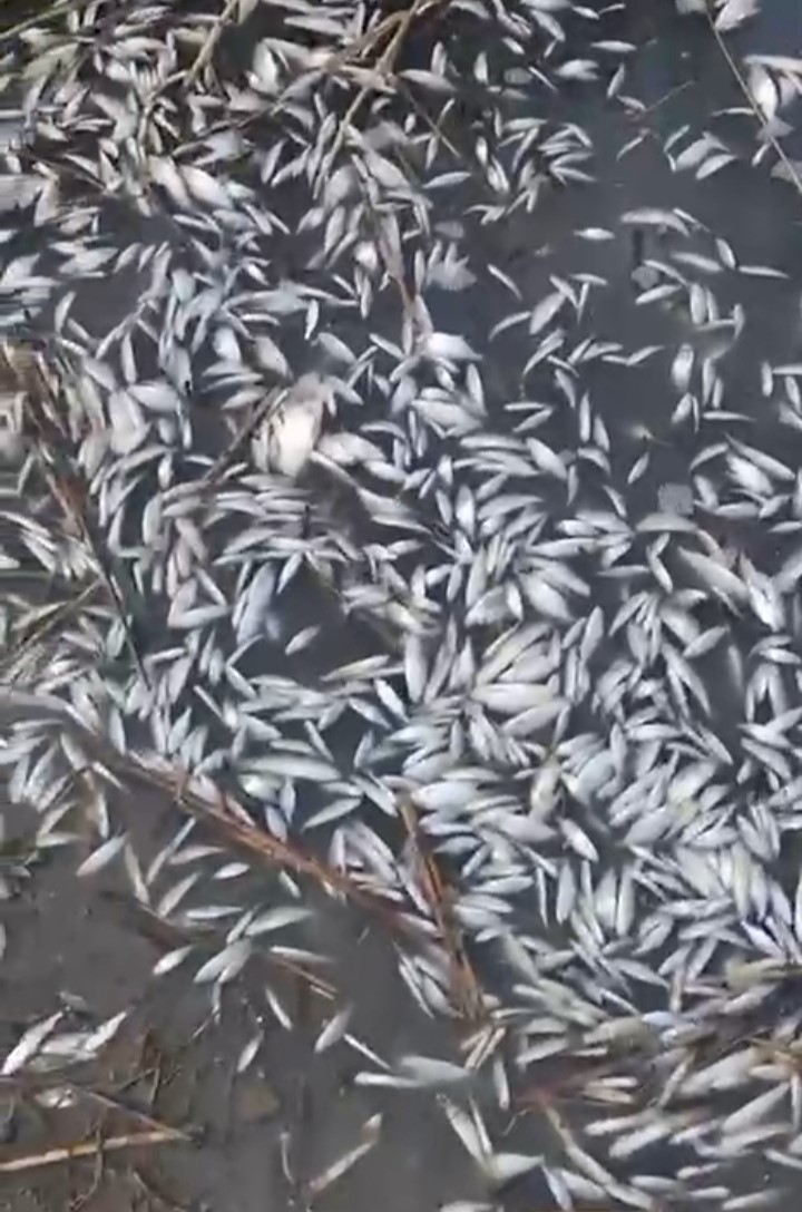 Uluabat Deresi’nde binlerce balık ölü bulundu
