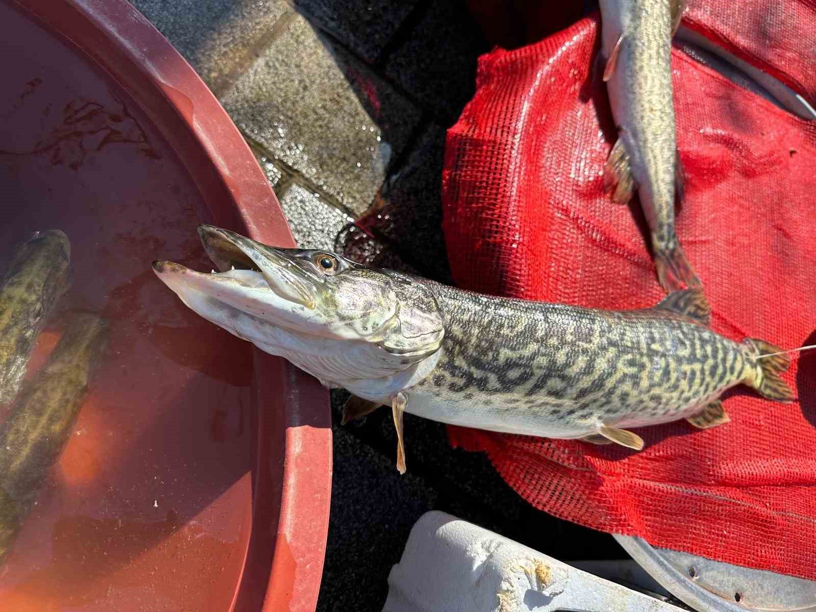 Ulubat Gölü’nde su çok olunca yakalanamayan turna sezonu pahalı açıldı
