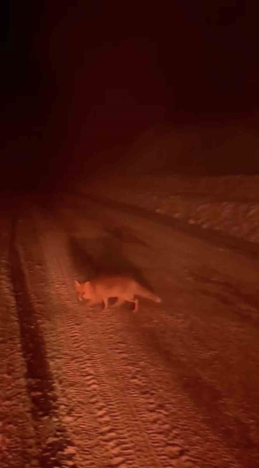 Uludağ yolunda tilki görüntülendi
