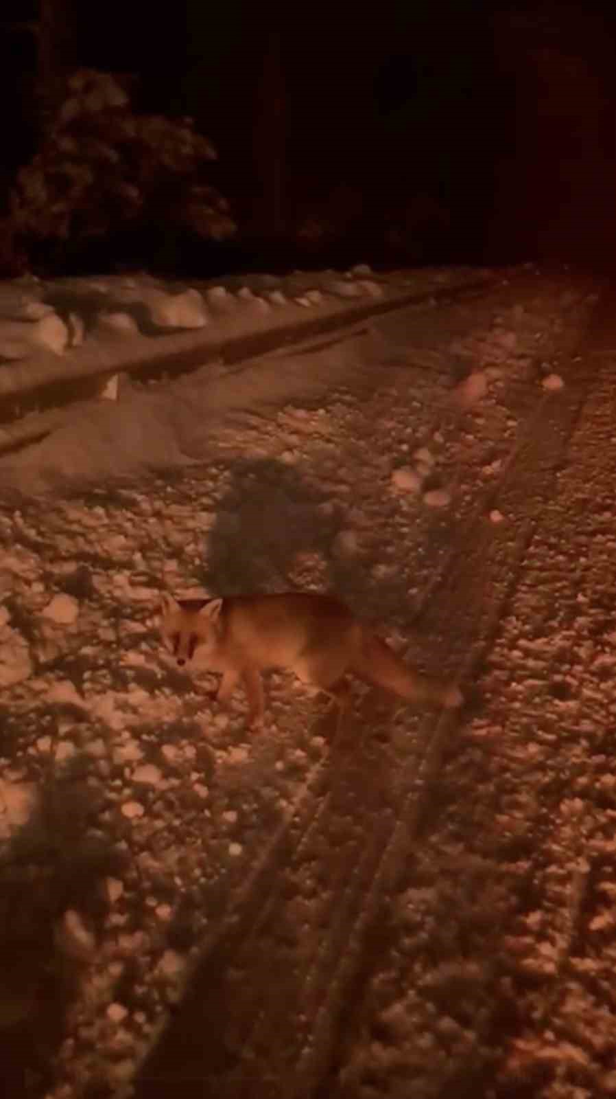 Uludağ yolunda tilki görüntülendi
