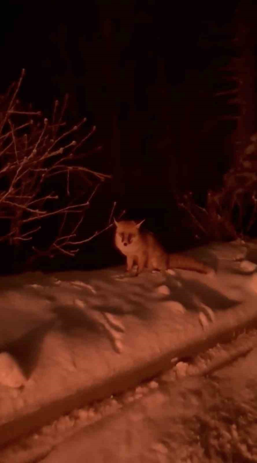 Uludağ yolunda tilki görüntülendi
