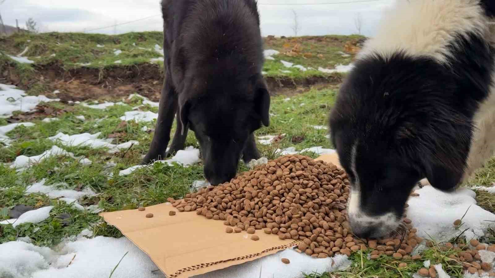Uludağ’da aç kalan köpeklerin imdadına hayvanseverler yetişti
